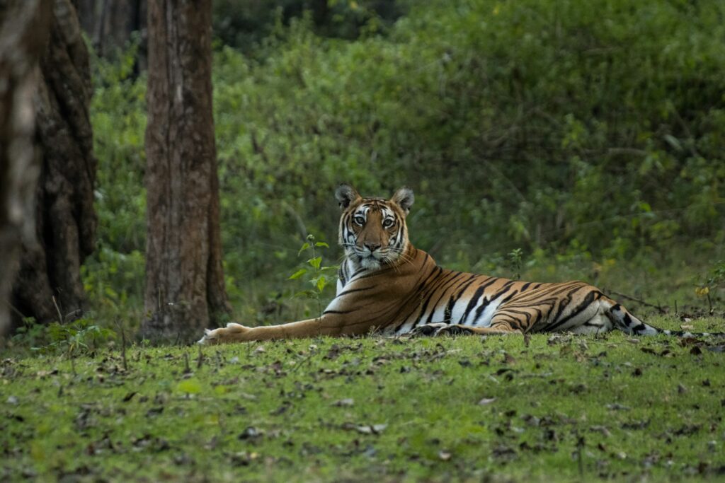 Ranthambore National Park